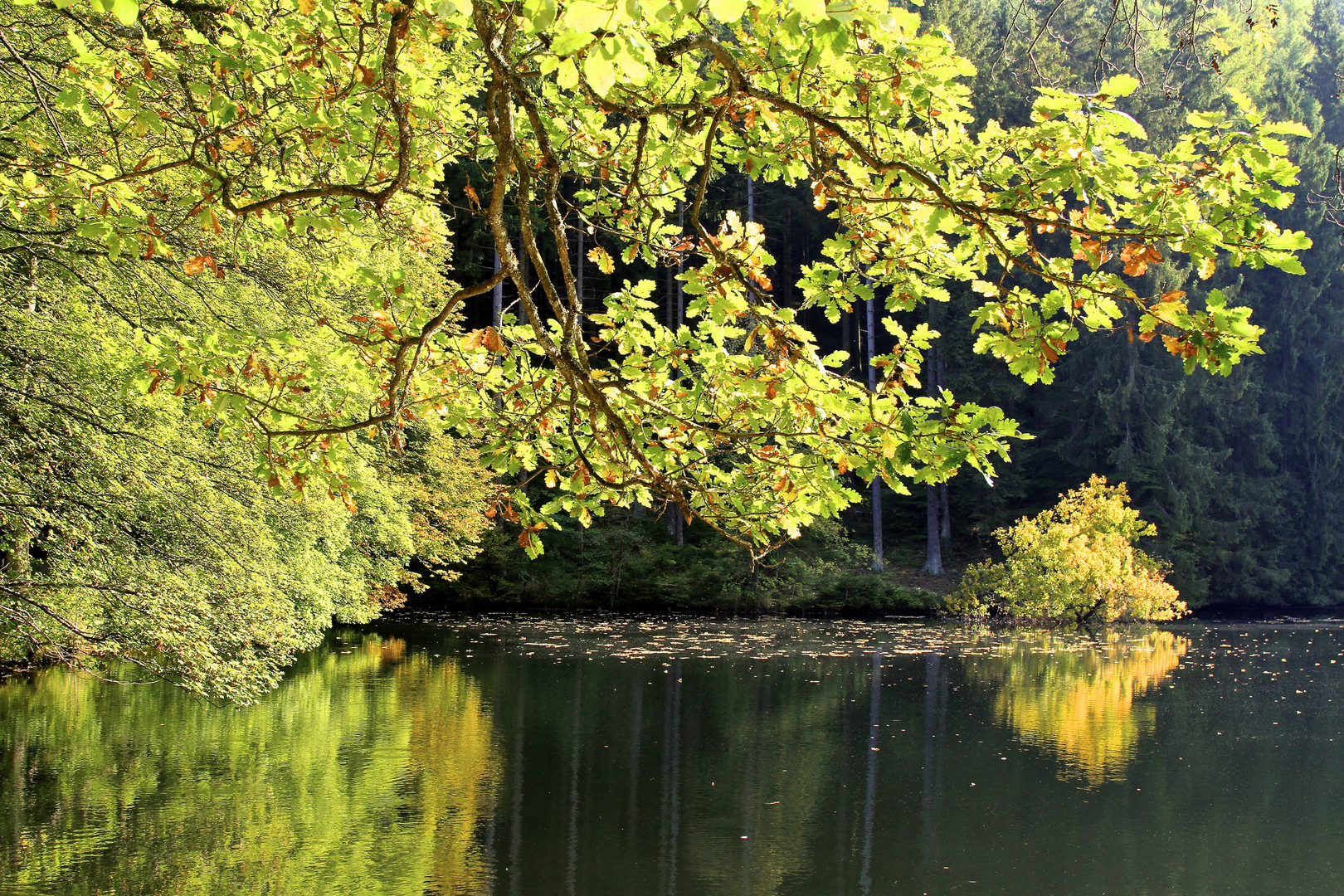 Am Weiher