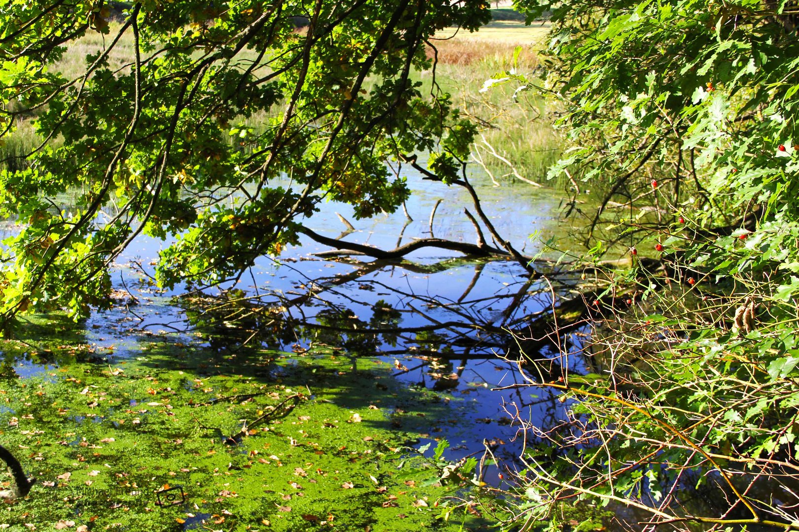 Am Weiher