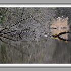 Am Weiher