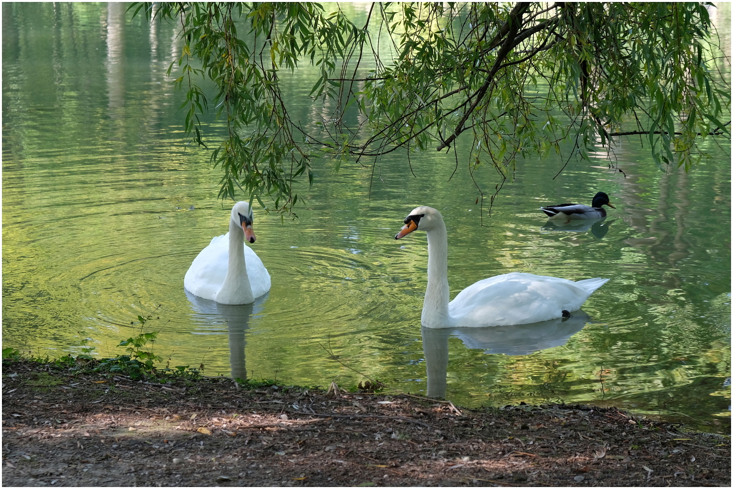 am Weiher