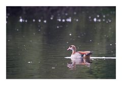 Am Weiher