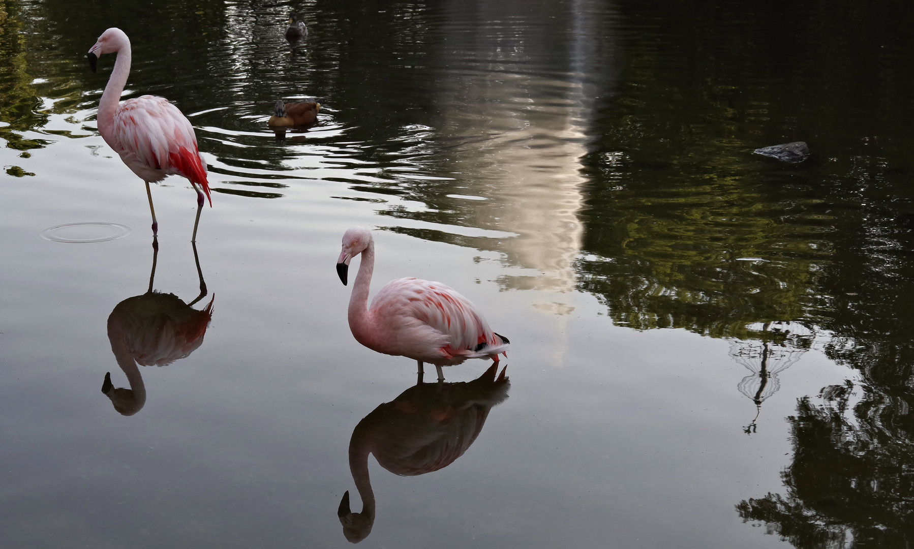 am Weiher, bei den Flamingos...