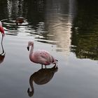 am Weiher, bei den Flamingos...