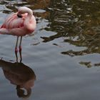 am Weiher bei den Flamingos..