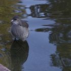 am Weiher bei den Wasservögeln..