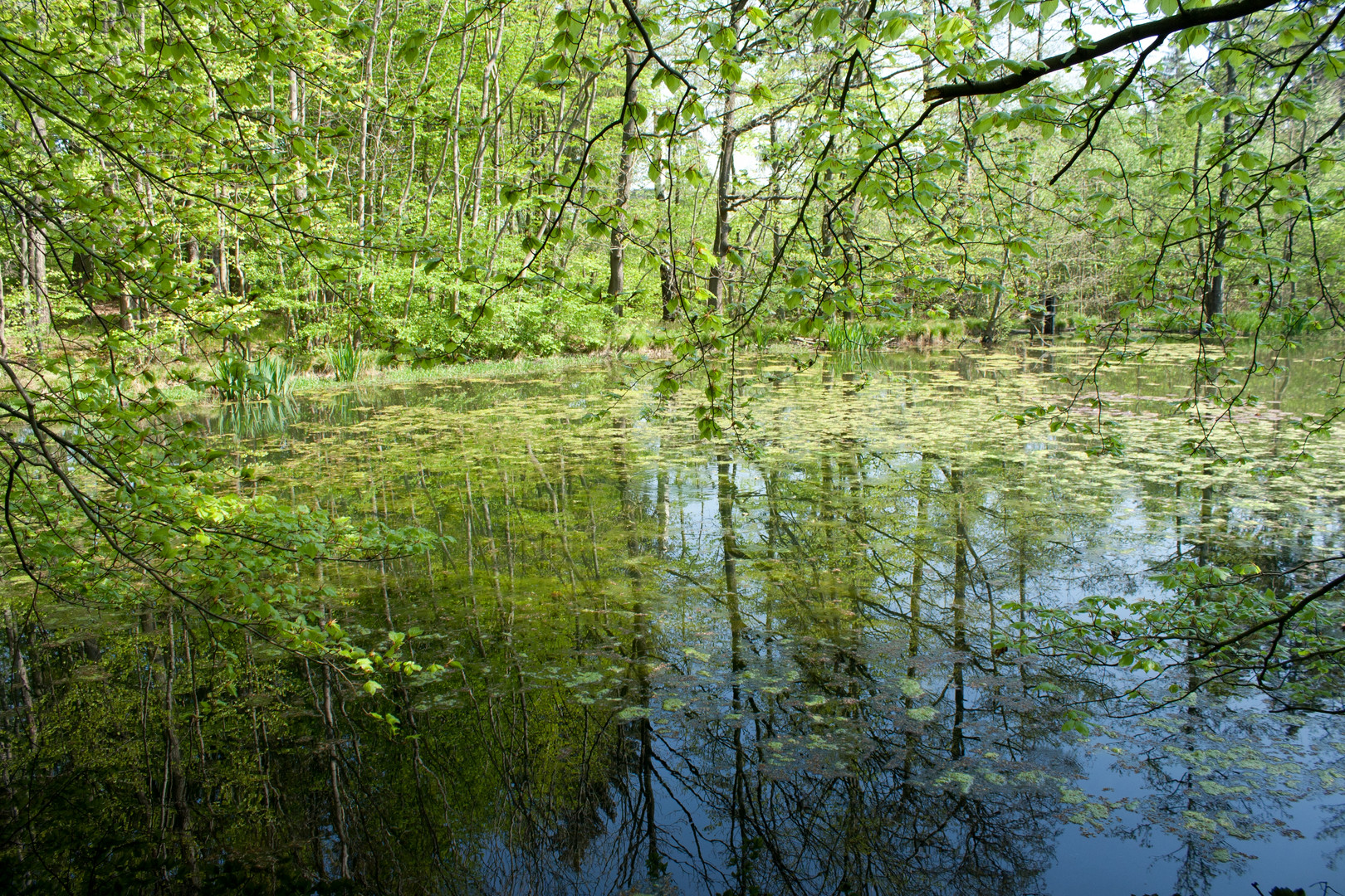 am Weiher