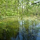 am Weiher