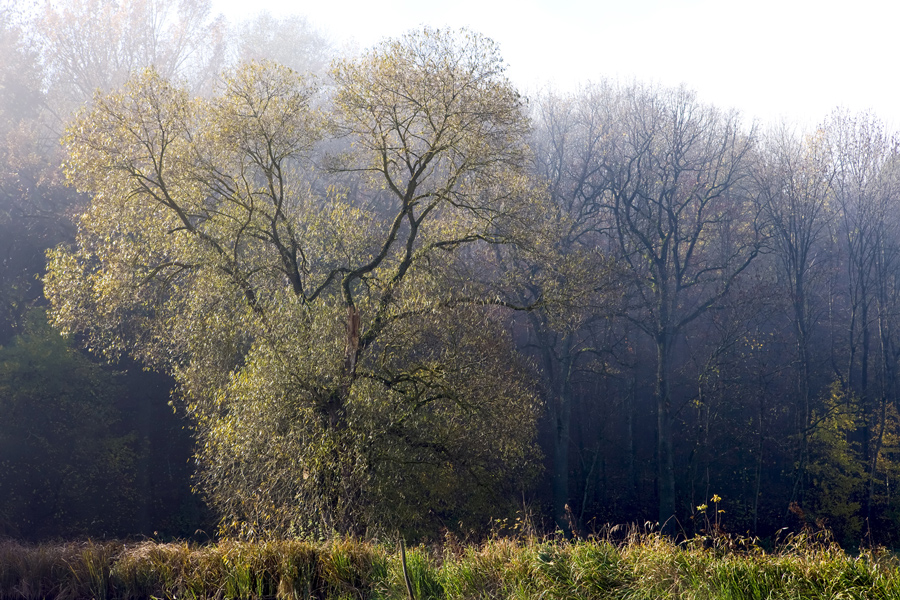 Am Weiher