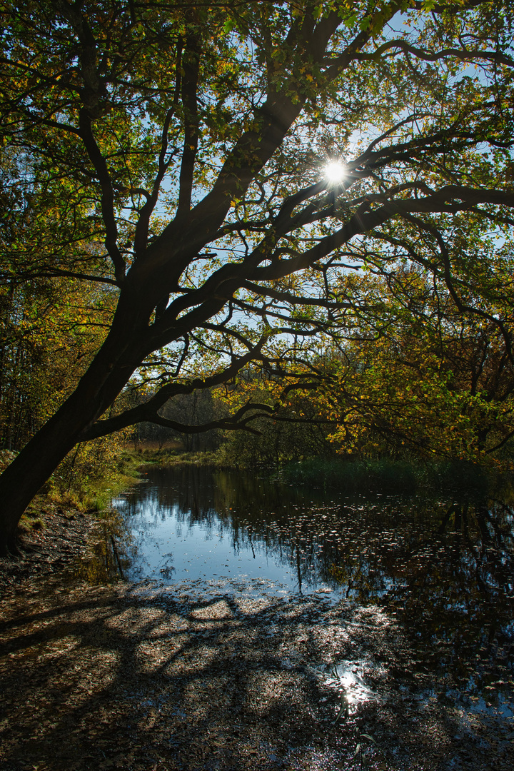 Am Weiher