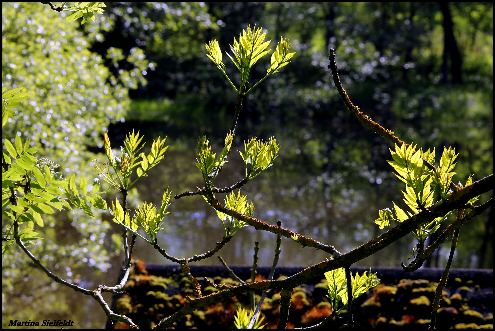 Am Weiher