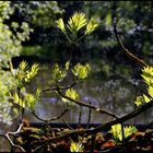 Am Weiher