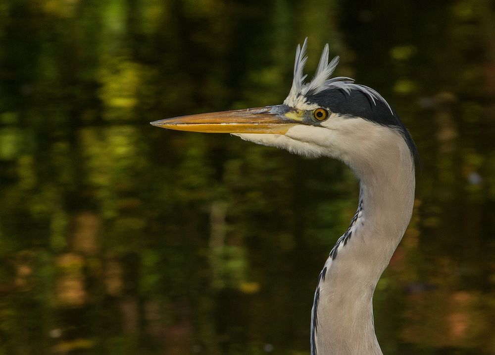 Am Weiher der Reiher Foto Bild world natur herbst Am Weiher der Reiher Foto Bild world natur herbst