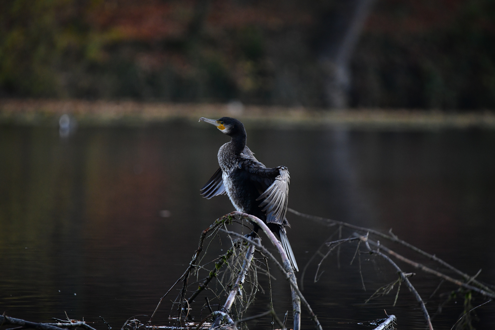 Am Weiher