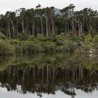 Am Weiher, ein Slberreiher