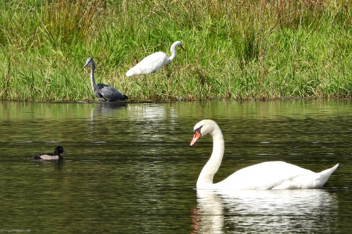 Am Weiher