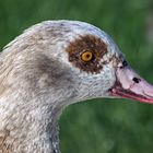 Am Weiher Grün 80 Nilgänse