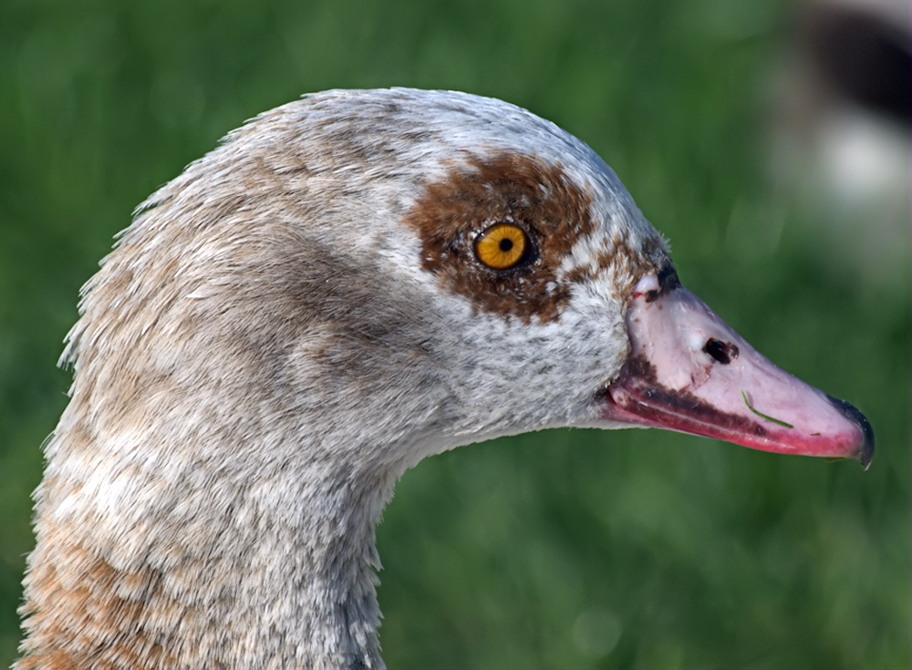 Am Weiher Grün 80 Nilgänse