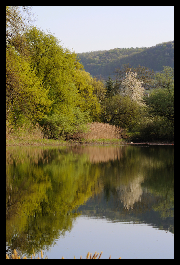 Am Weiher im Frühling