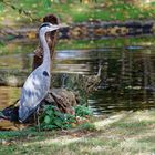 Am Weiher lauert der Reiher