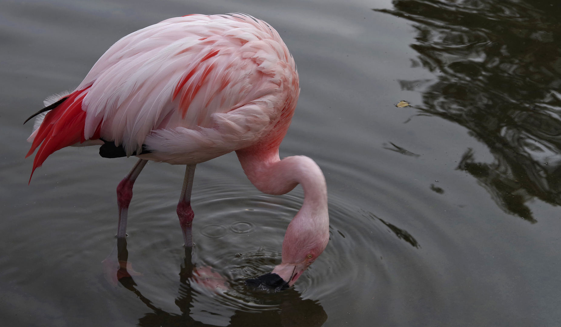 am Weiher mit den Flamingos...