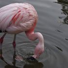 am Weiher mit den Flamingos...