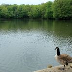 Am Weiher neben der Nidda