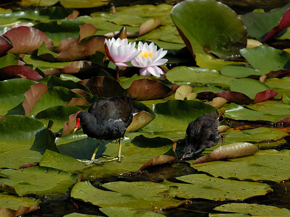 Am Weiher, Teichhühner