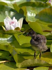 Am Weiher Teichhuhn (Teichralle)