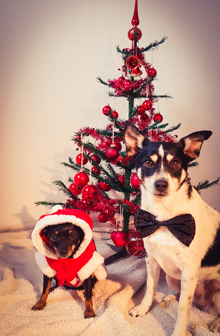 Am Weihnachtsbaum