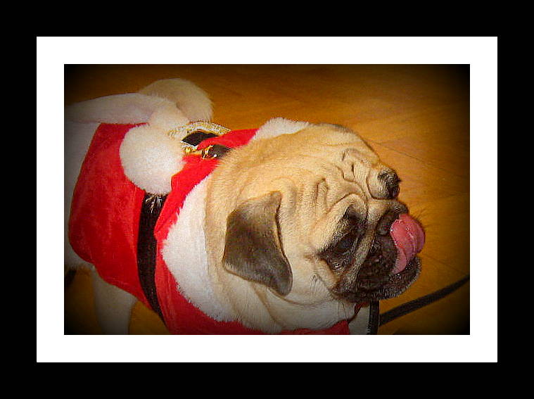 ***Am Weihnachtsmarkt....ein Mops***