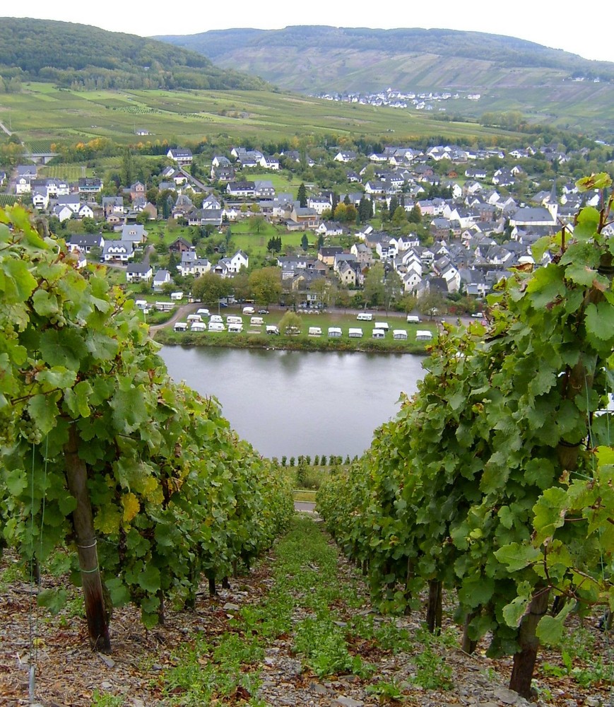 Am Weinberg an der Mosel