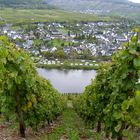 Am Weinberg an der Mosel