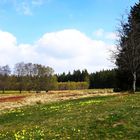 Am Weissen Stein im Bocksvenn (bei Büllingen/Belgien)