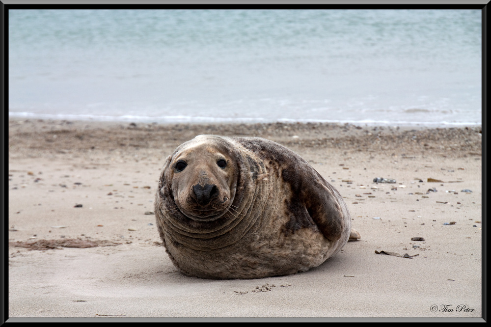 Am weißen Strand von Helgoland...