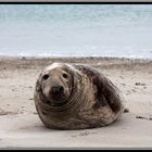 Am weißen Strand von Helgoland...