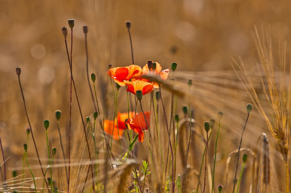 am Weizenfeld