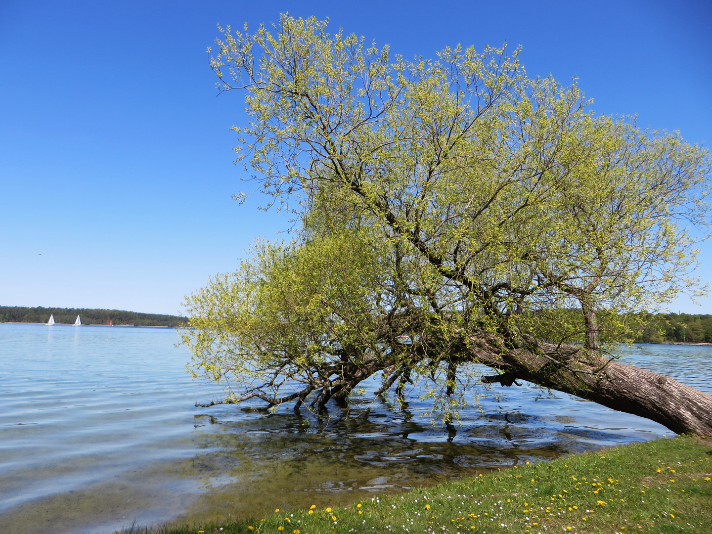 Am Werbellinsee Foto & Bild brandenburg, natur, see Bilder auf