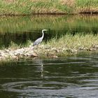 Am Weserufer , die Natur erleben