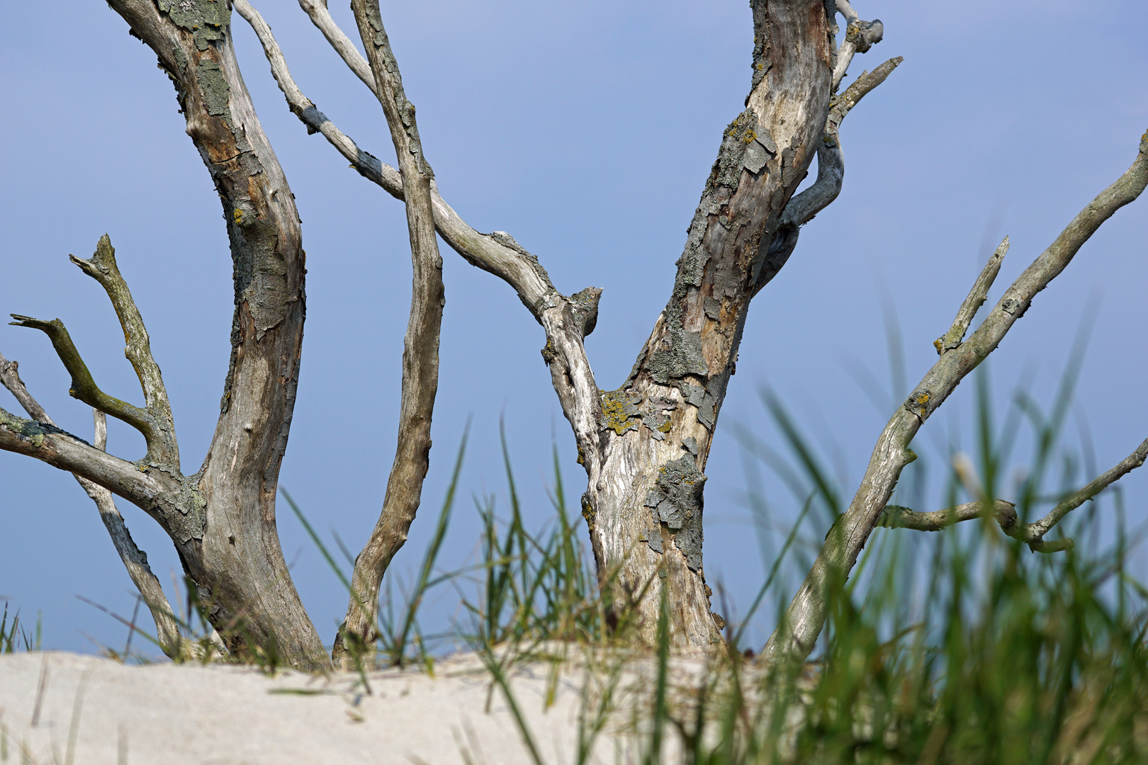 Am Weststrand des Darss