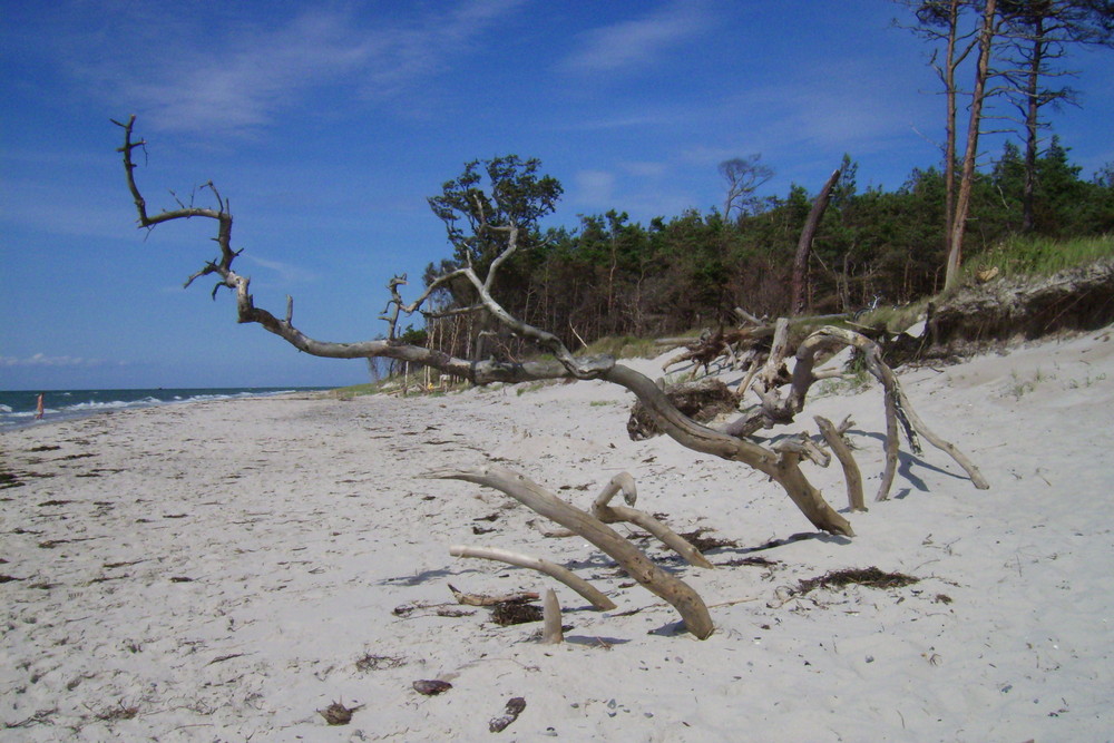 am Weststrand (Prerow 2007)