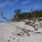 am Weststrand (Prerow 2007)