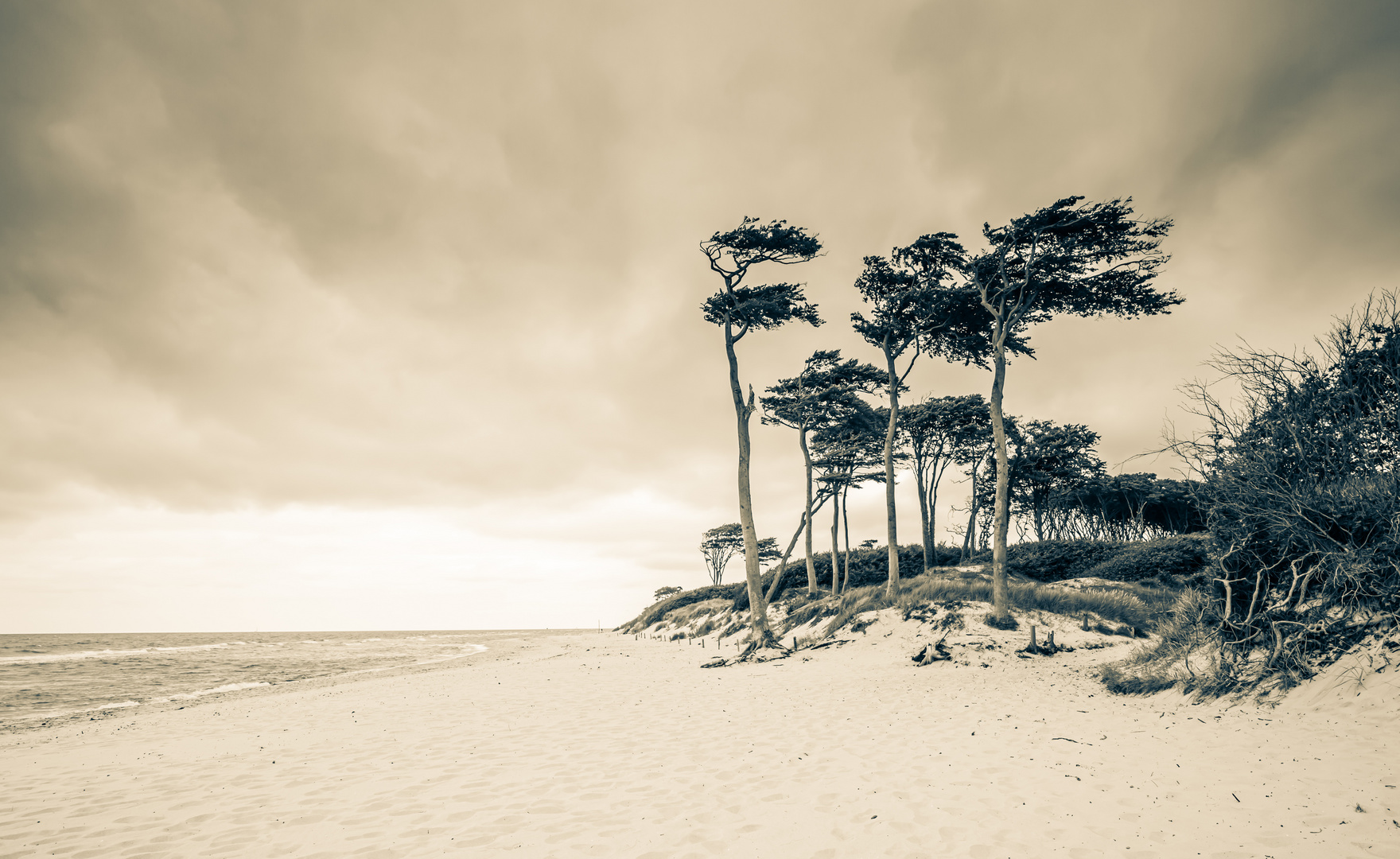 Am Weststrand Windflüchter