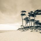 Am Weststrand Windflüchter