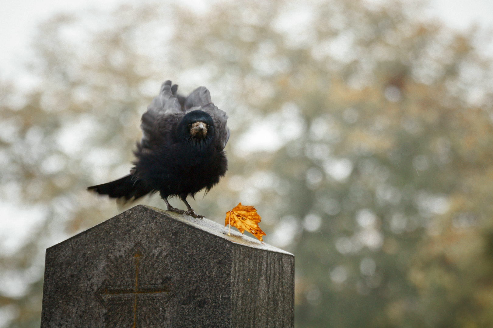 am Wiener Zentralfriedhof