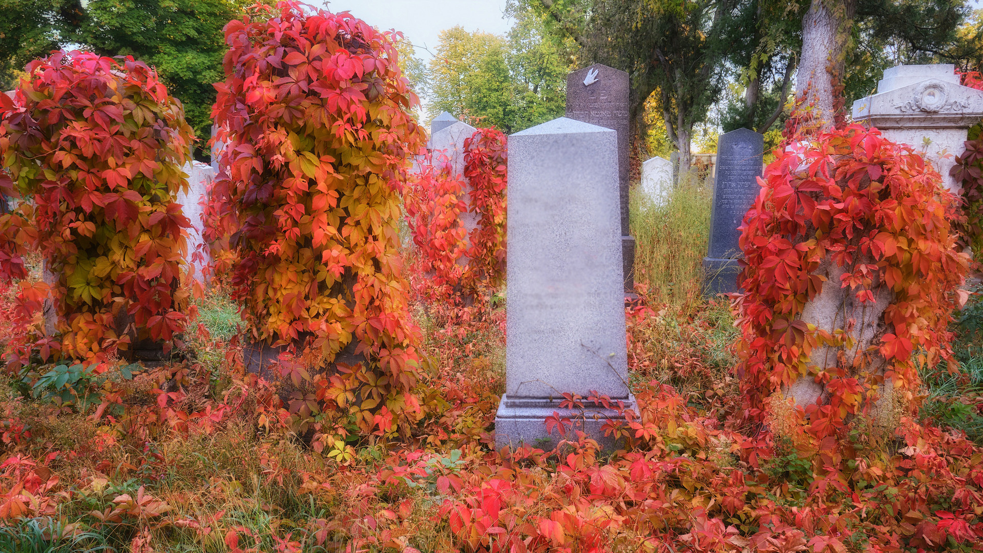 Am Wiener Zentralfriedhof