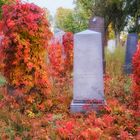 Am Wiener Zentralfriedhof