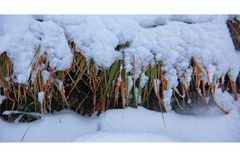 Am Wiesenbord