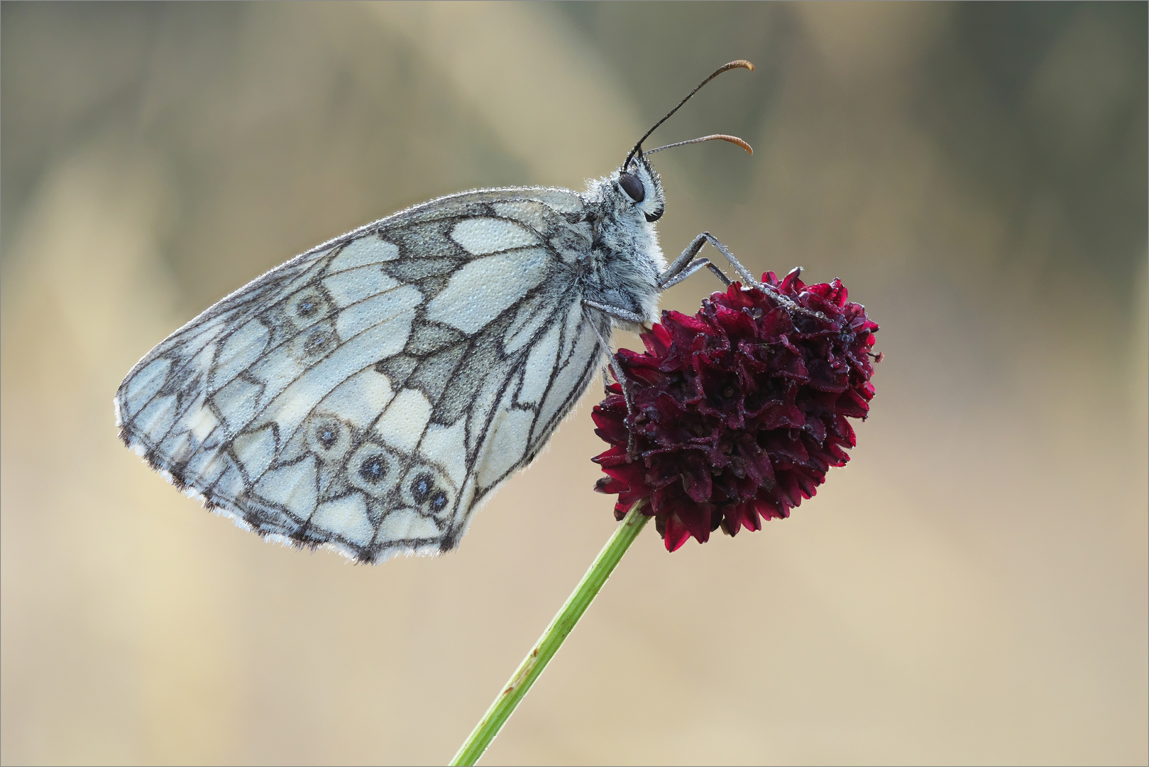 Am Wiesenknopf