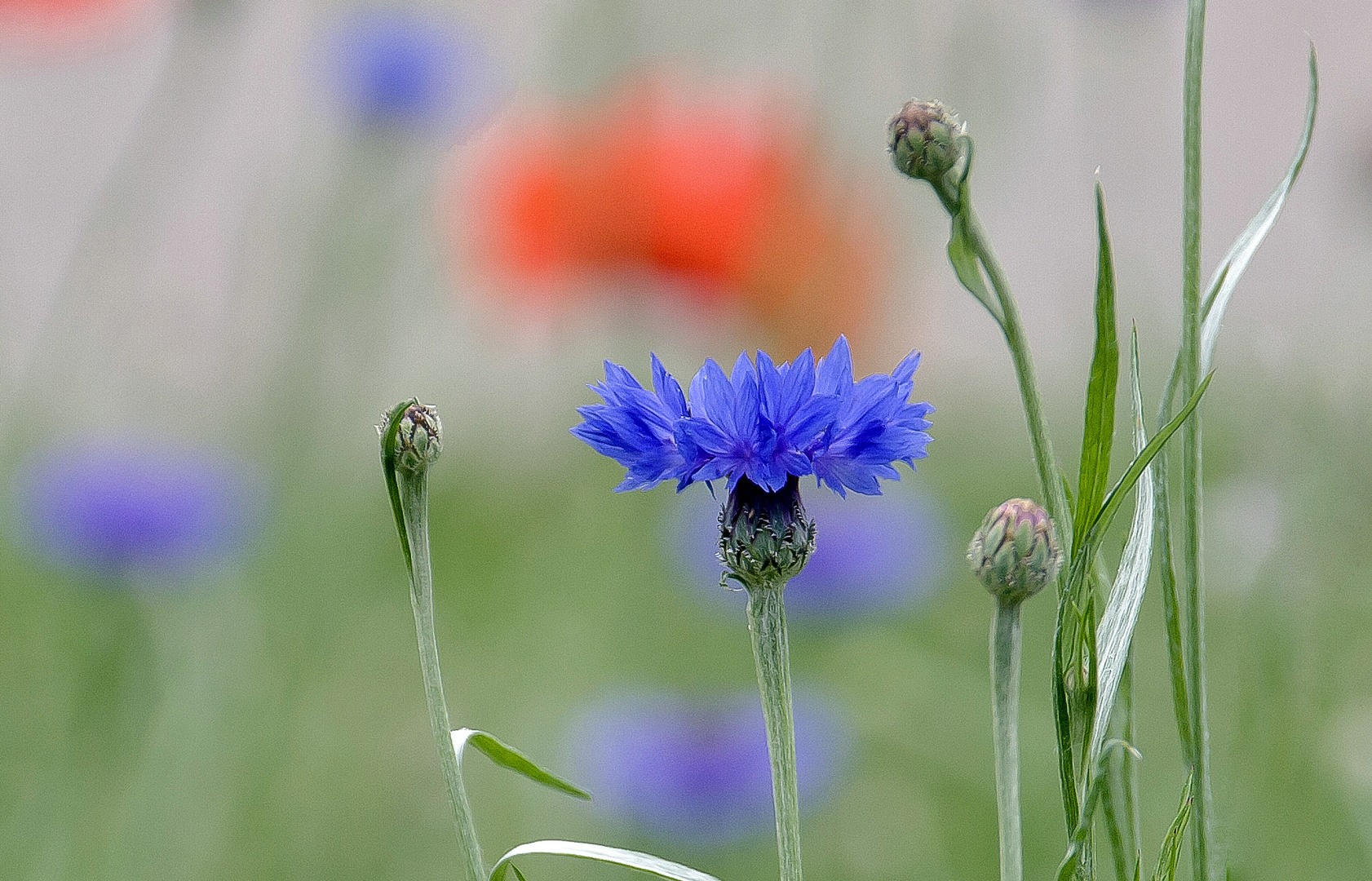 am Wiesenrain...