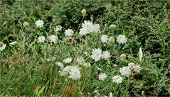 am Wiesenrain